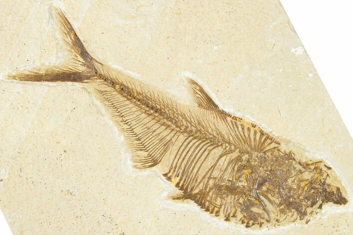 Detailed Fossil Fish (Diplomystus) - Wyoming #318492